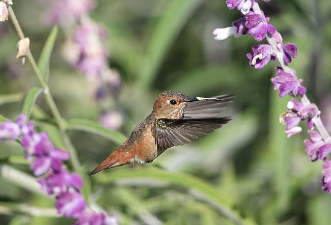 Обои картинки фото животные, колибри, птица, полёт, цветы