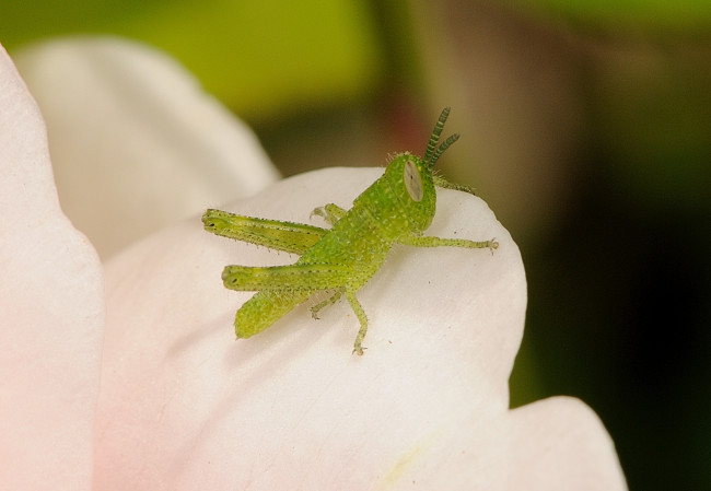 Обои картинки фото животные, кузнечики,  саранча, кузнечик, макро