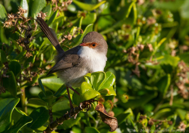 Обои картинки фото животные, птицы, птица, зелень, листья