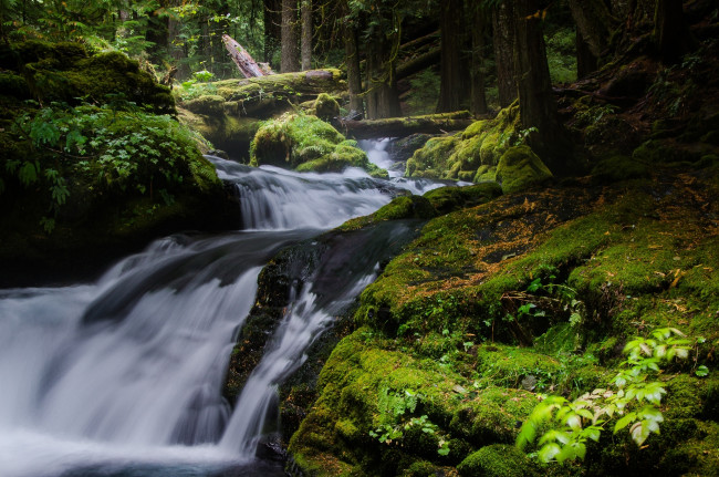 Обои картинки фото природа, водопады, лес, водопад, деревья