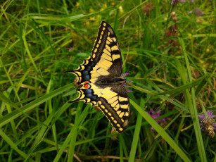 Картинка животные бабочки +мотыльки +моли бабочка