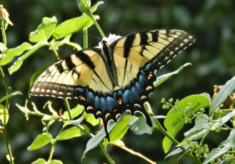Картинка животные бабочки +мотыльки +моли бабочка