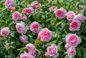 Картинка цветы розы куст розовый