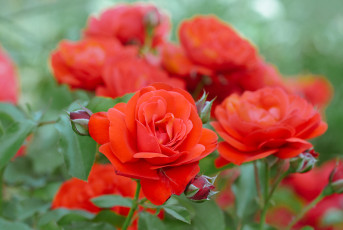 Картинка цветы розы роза rose bud petals leaves blossoms цветение листья лепестки бутон