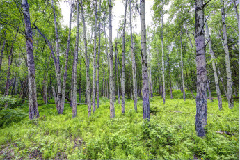 Картинка природа лес простор