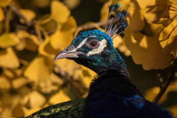 Картинка животные павлины перья павлин птица окрас цвет