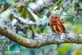 Картинка животные совы окрас перья сова