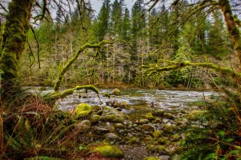 Картинка природа лес простор