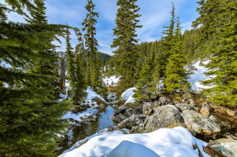 Картинка природа лес простор