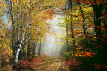 Картинка природа лес простор