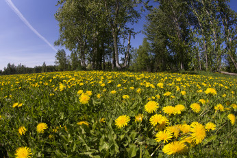 Картинка природа луга простор