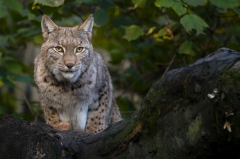 Картинка животные рыси взгляд кошка рысь