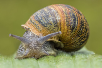 Картинка животные улитки улита