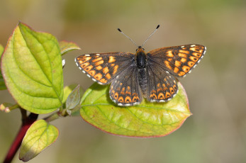Картинка животные бабочки +мотыльки +моли бабочка
