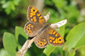 Картинка животные бабочки +мотыльки +моли бабочка