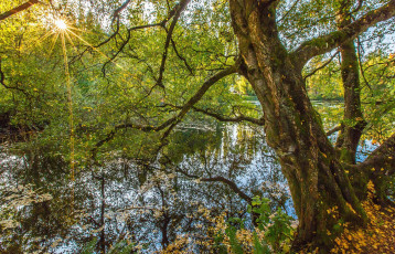 Картинка природа реки озера река лес