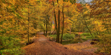 Картинка природа лес простор