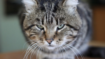 Картинка животные коты морда