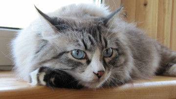 Картинка животные коты морда взгляд