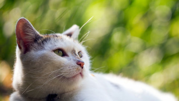 Картинка животные коты морда взгляд