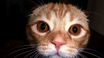 Картинка животные коты морда взгляд