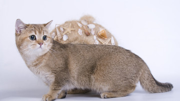 Картинка животные коты взгляд