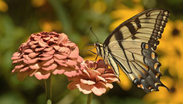 Картинка животные бабочки +мотыльки +моли бабочка