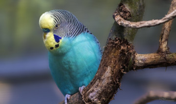 Картинка животные попугаи птица окрас перья попугай