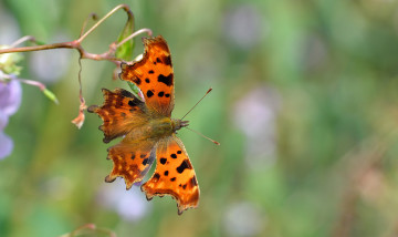 Картинка животные бабочки +мотыльки +моли бабочка