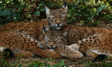 Картинка животные рыси отдых зоо природа сон пара