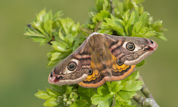 Картинка животные бабочки +мотыльки +моли бабочка