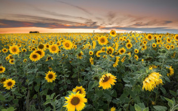 Картинка цветы подсолнухи закат пейзаж поле