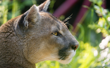 Картинка животные пумы анфас морда