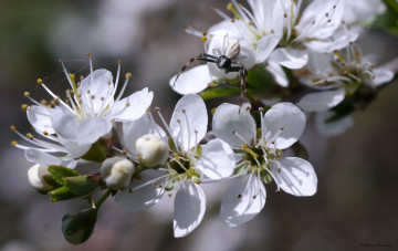 Картинка цветы цветущие+деревья+ +кустарники листья ветка цветки цветущая веточка