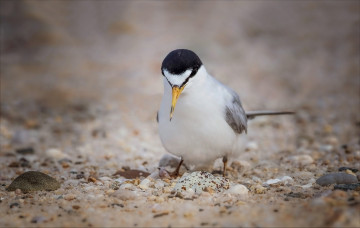Картинка животные птицы птица окрас перья