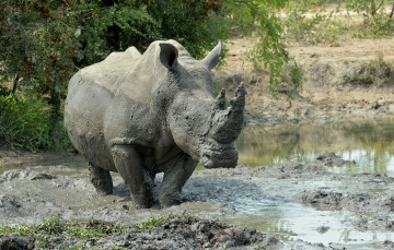 Картинка животные носороги носорог