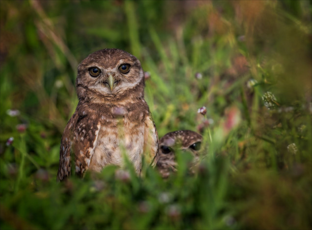 Обои картинки фото животные, совы, сова, птица, окрас, перья