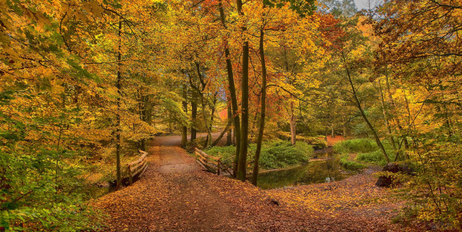 Обои картинки фото природа, лес, простор