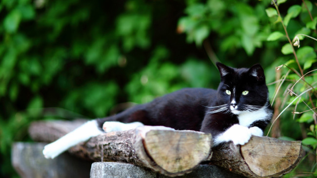 Обои картинки фото животные, коты, растения, отдых