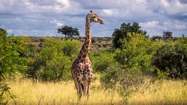 Обои картинки фото животные, жирафы, саванна