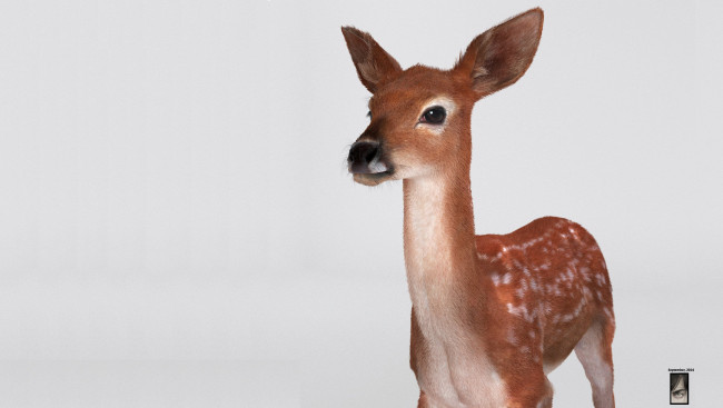 Обои картинки фото 3д графика, животные , animals, олень