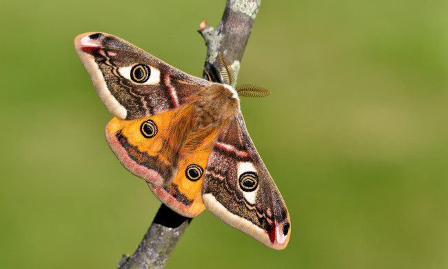 Обои картинки фото животные, бабочки,  мотыльки,  моли, бабочка