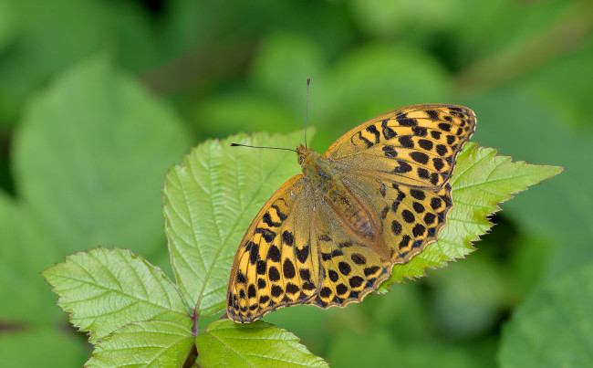 Обои картинки фото животные, бабочки,  мотыльки,  моли, бабочка