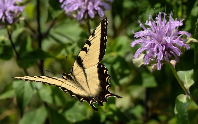 Обои картинки фото животные, бабочки,  мотыльки,  моли, бабочка
