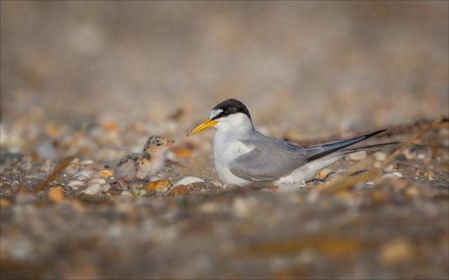 Обои картинки фото животные, птицы, перья, окрас, птица, забавная