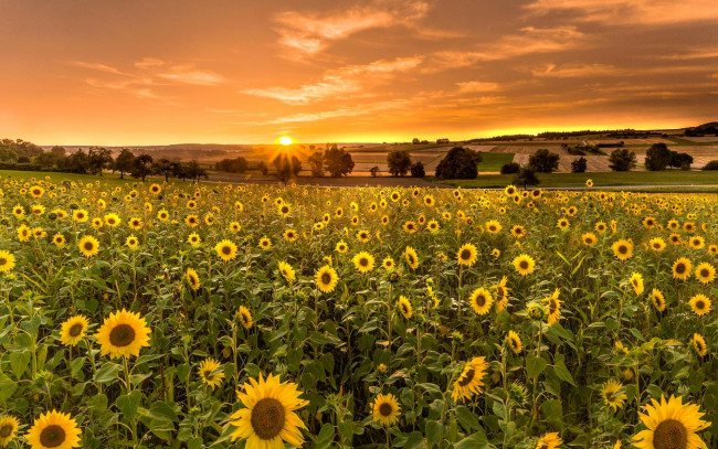 Обои картинки фото цветы, подсолнухи, поле, пейзаж
