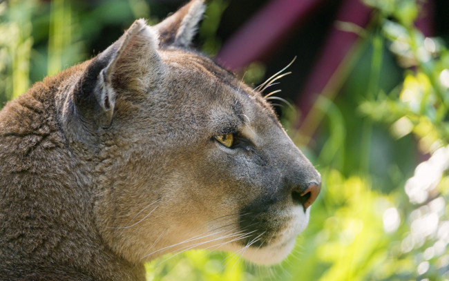 Обои картинки фото животные, пумы, анфас, морда