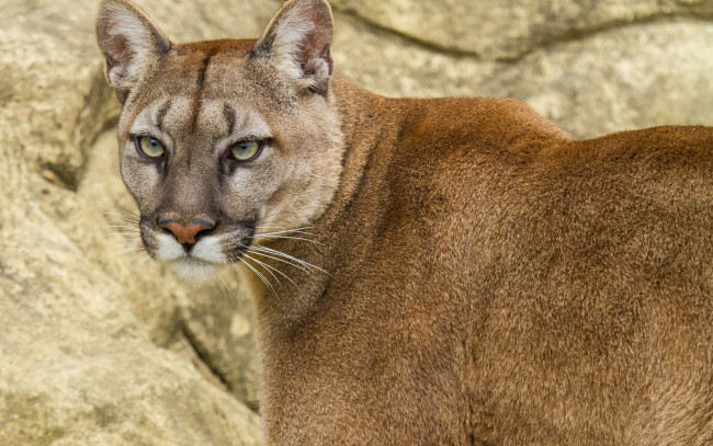 Обои картинки фото животные, пумы, взгляд