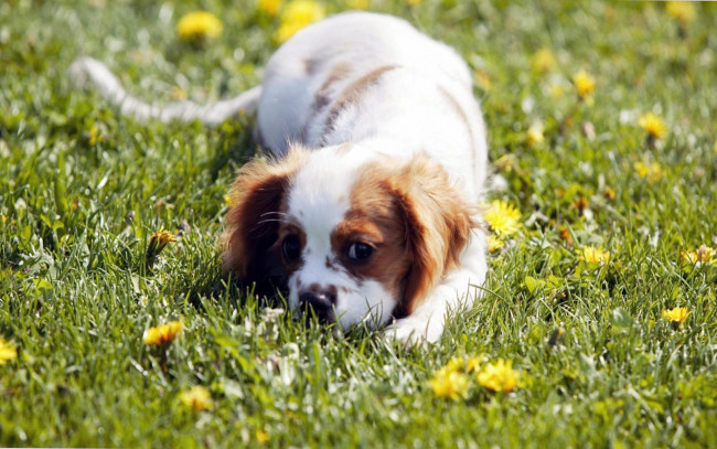 Обои картинки фото животные, собаки, растения