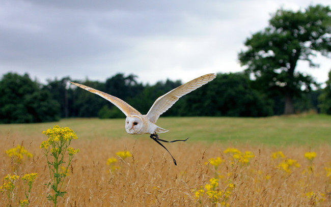 Обои картинки фото животные, совы, сова, летит